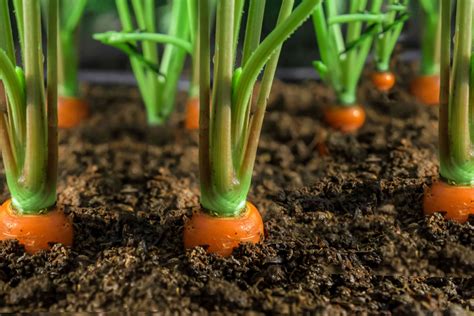 How to grow carrots. Things To Know About How to grow carrots. 