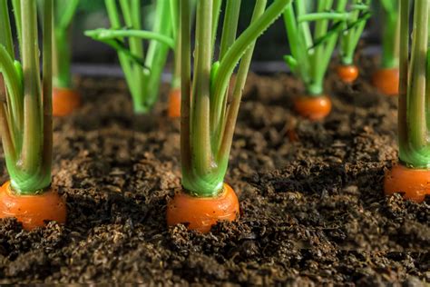 How to grow carrots Home for the Harvest