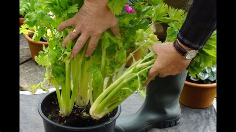 How to grow celery in a pot