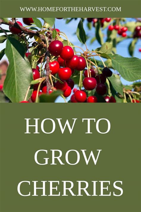 How to grow cherry 🍒 🍒 🍒 🍒 from seed #organicgardening #tips