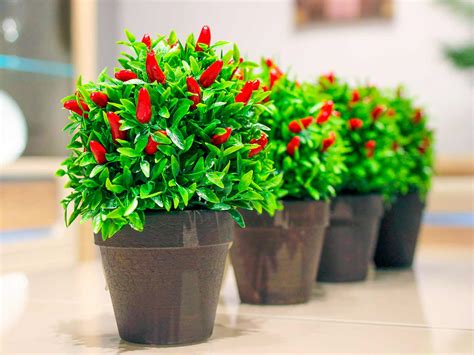 How to grow chilli plants in pots