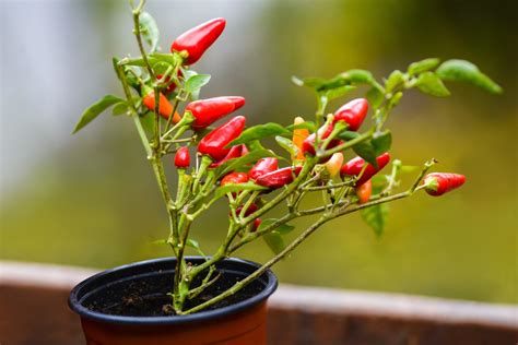 How to grow chillies in a pot