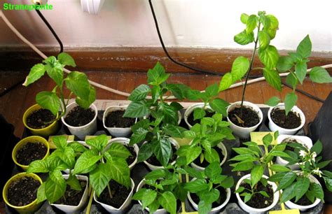How to grow chillies in winter