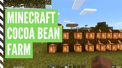 How to grow cocoa beans in minecraft