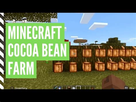 How to grow cocoa in minecraft