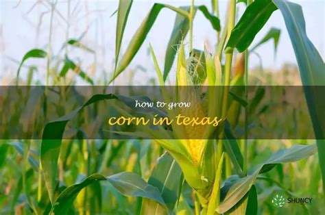How to grow corn in texas