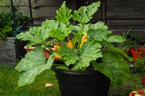 How to grow courgettes in pots