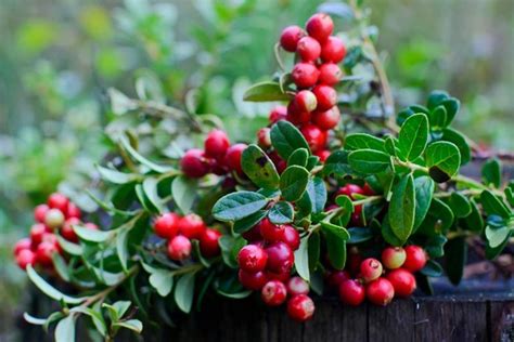 How to grow cranberries. Learn how to grow cranberries in containers or beds with acidic soil and plenty of water. Find out the best climate, pollination, … 