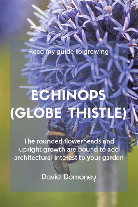 How to grow echinops - David Domoney