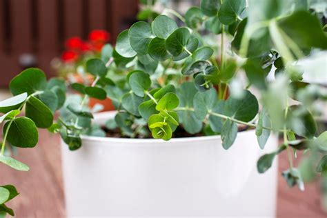 How to grow eucalyptus in a pot