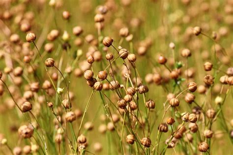 How to grow flax for oil and fiber - plantation, harvest