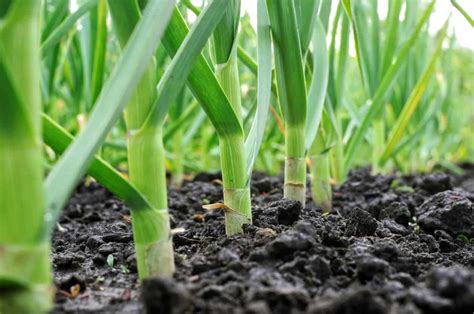 How to grow garlic. Things To Know About How to grow garlic. 