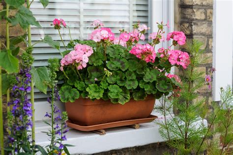 How to grow geraniums in pots