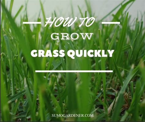 How to grow grass. Much like established grass, grass seed will struggle to grow in high temperatures. But unlike established grass, where air temperature is more important, grass ... 