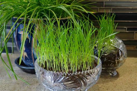 How to grow grass in a pot