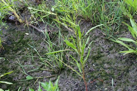 How to grow grass in mud