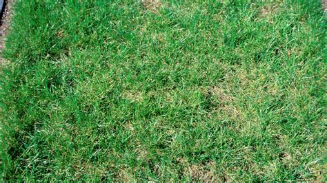 How to grow grass in patchy areas