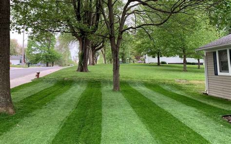 How to grow grass in summer