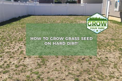 How to grow grass in yard