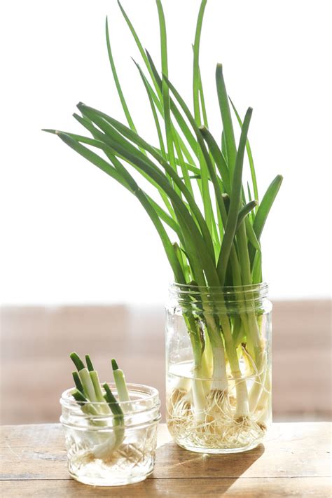 How to grow green onions. so just because you have a larger set of bulbs, um, it does not make mean you’re going to get a larger onion in the, in the end. okay. and the final way, which we … 