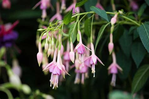 How to grow hardy fuchsias / RHS Gardening - Royal …