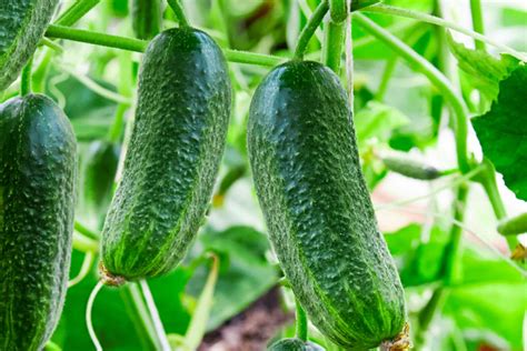 How to grow healthy cucumber seeds with good disease resistance…