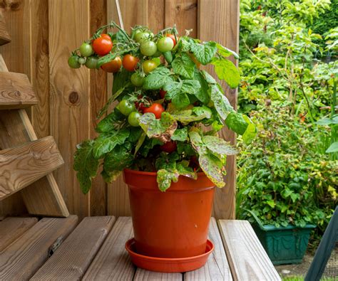 How to grow healthy tomatoes in pots