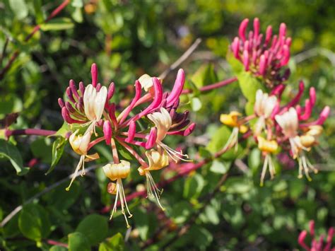 How to grow honeysuckle in a pot
