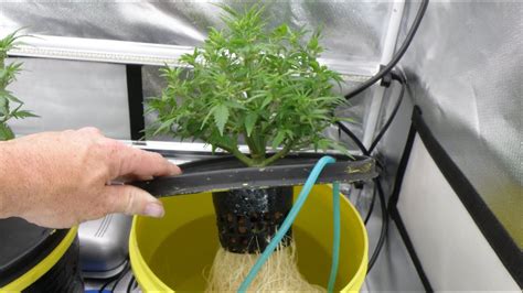 After you’ve planted your seeds or rooted your clones, it’s time to get them growing. Lower your reflector so that it’s closer to the plants rather than making them stretch to reach for .... 