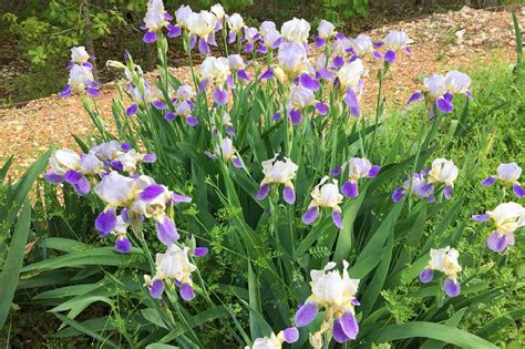 How to grow iris from seed? - Houzz