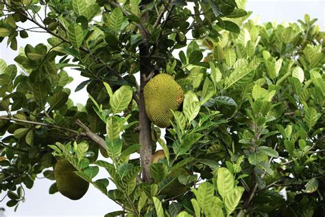 How to grow jackfruit tree - s3.amazonaws.com