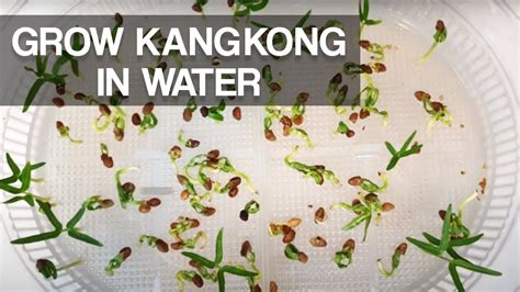 How to grow kangkong in water