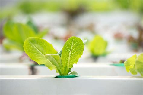 How to grow lettuce in hydroponics