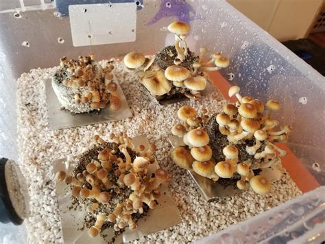 How to grow magic mushrooms. Things To Know About How to grow magic mushrooms. 