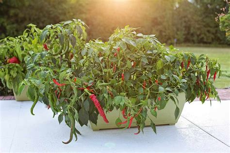 How to grow mirchi in pot