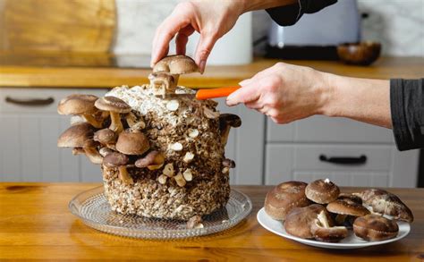 How to grow mushrooms at home guide to indoor mushroom farming for health and profit. - Classroom discipline 101 a survival guide for teachers.