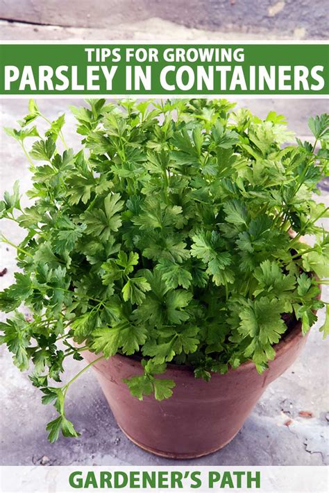 How to grow parsley in a pots
