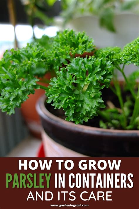 How to grow parsley in water