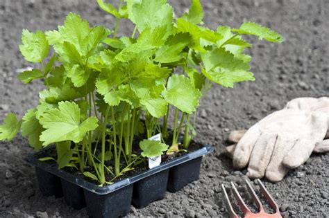 How to grow parsnips in containers