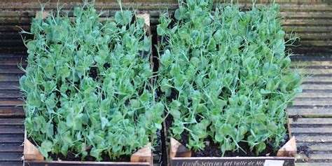 How to grow pea shoots in eight easy steps - Vertical Veg