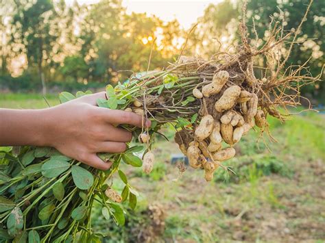 How to grow peanuts. Things To Know About How to grow peanuts. 