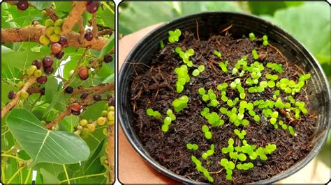 How to grow peepal tree from seeds