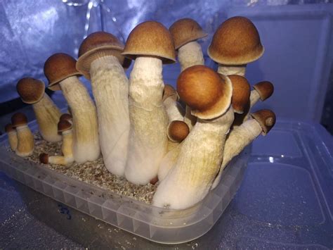 How to grow penis envy mushrooms. Things To Know About How to grow penis envy mushrooms. 