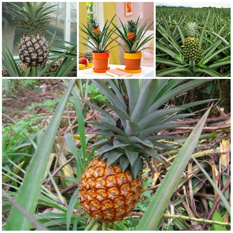 How to grow pineapple. Things To Know About How to grow pineapple. 