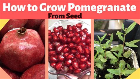 How to grow pomegranate from seed. Feed pomegranates growing in containers with an all-purpose fertilizer that is slightly higher in potassium. Repot the tree after two years into a container that is 24 inches wide and deep. If you do not repot, you may need to prune the roots. To keep pomegranates small, prune the top and roots each winter. 