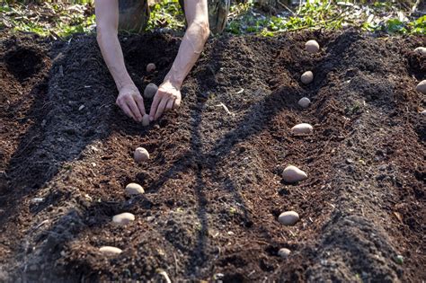 How to grow potatoes. Things To Know About How to grow potatoes. 