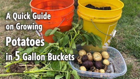 How to grow potatoes in a bucket