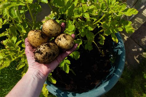 How to grow potatoes in a pot