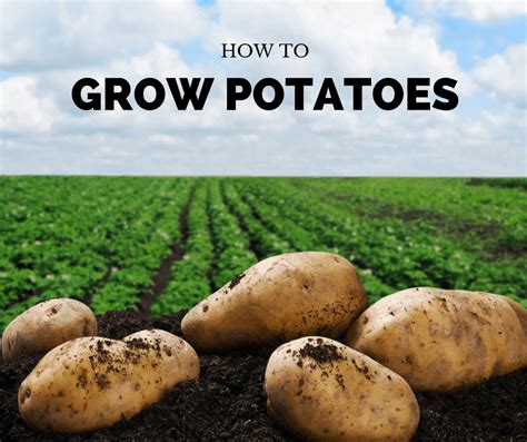 How to grow potatoes the guide to choosing planting and growing in containers or the ground inspiring gardening. - How to get a owners manual.