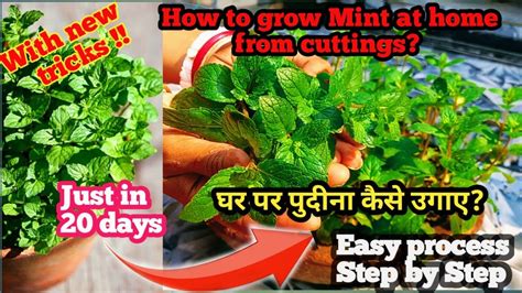 How to grow pudina in pot